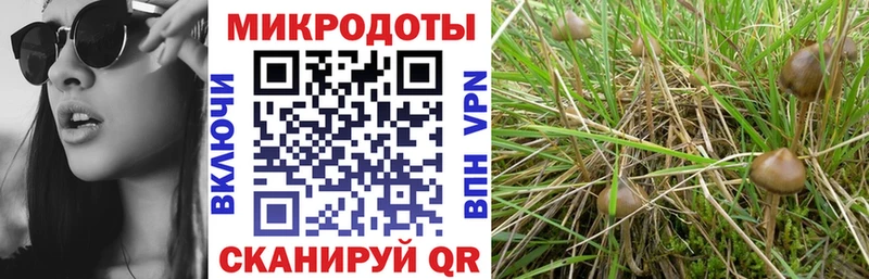 Псилоцибиновые грибы ЛСД  Западная Двина 